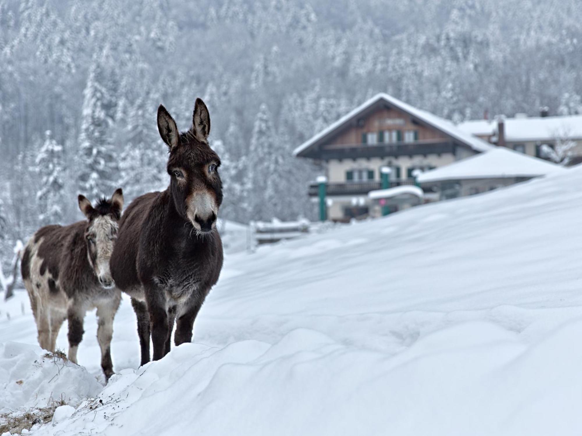 Berggasthof Hotel Duftbraeu I Ruhige Alleinlage I Mitten Im Gruenen Samerberg Ngoại thất bức ảnh